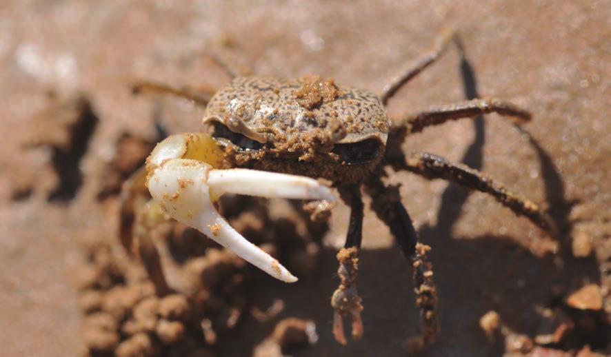 달랑게 과 (Family Ocypodidae) 의 한