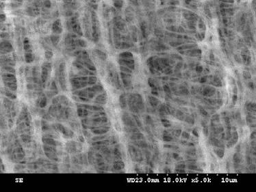 이축연신 PTFE 막제조공정에관한연구 (Ⅰ) 91 (a) (b) Figure 9. SEM photographs of CTC sample(a) & GE Osmonics sample(b). 4. SEM 분석결과 이축연신 PTFE 막의표면연신상태를확인하기위해 SEM을이용하였다.