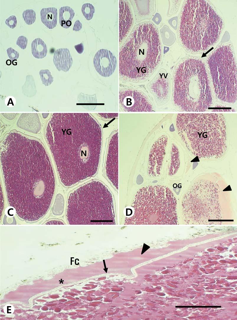 218 김재구 박종영 Fig. 2. Light micrographs of ovarian developemental stage in female Kichulchoia multifasciata.
