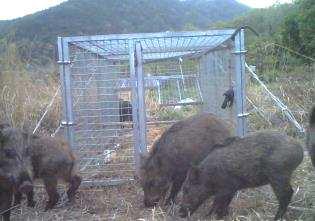 연구배경 멧돼지포획트랩이용기술개발 Development of live trap for wild boars 최근멧돼지의농경지피해와주거지역난입으로국민행복권이위협받음
