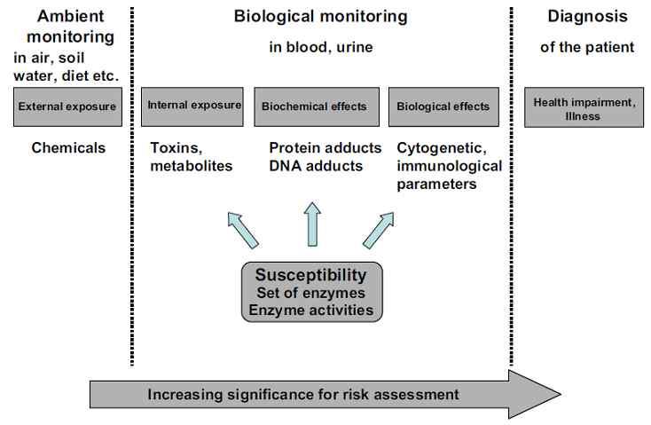 표 78 금속류의생물학적노출지표의노출기준값및검사방법 그림 8 biological monitoring 과 ambient monitoring 의제도 표 77 노동부에서제시하고있는생물학적노출지표검사 μ μ μ μ μ δ μ μ β μ μ μ μ μ μ 나 ) 생물학적변화측정 생물학적노출지표중생체내 (in vivo) 에서일어나는정상과다른생물학적