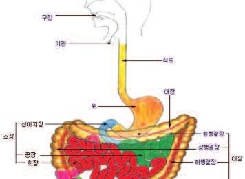 호흡기질환의 5 대증상 기침, 가래 ( 객담 ), 객혈, 호흡곤란, 흉통 ( 가슴통증 ) 대부분호흡기에문제가있는경우위의 5 가지가다양하게조합되어나타나게되는것입니다. 과연어떤질병이나타날수있는지한번알아봅시다. 1) 폐렴여러폐렴균이다양한경로를통해호흡기계로들어올수있습니다. 나중에이균들이자라나염증을일으키게되지요. 그로인해기침및가래가나타날수있습니다.