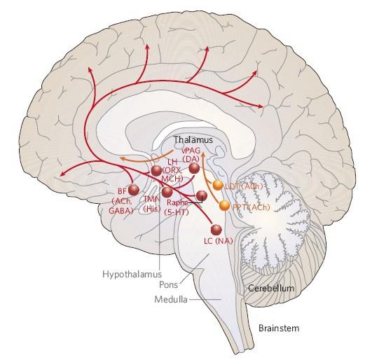 수면각성조절의신경생물학 Figure 1. A drawing of the human brainstem, taken from von Economo's original work.