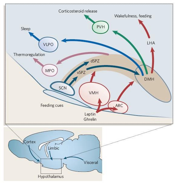 수면각성조절의신경생물학 Figure 4. A schematic diagram to illustrate the three stage integrator for circadian rhythm. The suprachiasmatic nucleus (SCH) serves as a biological clock.