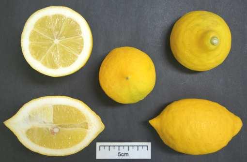 연구배경 국내기후에적합한레몬품종개발 Development of lemon varieties suitable for Korean climate 최근음식문화의발달과건강에관련된정보홍수로레몬수입이급증 하고있음