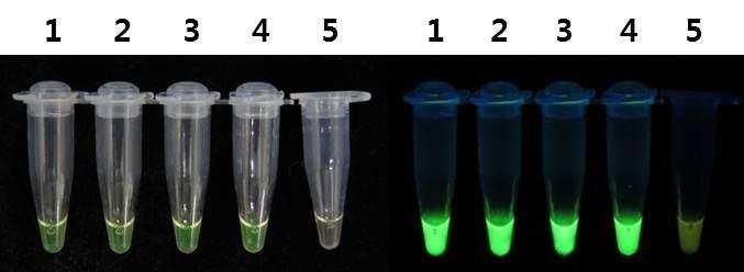 원예작물토양전염성병원균검출기술개발 Development of detection method for soilborn pathogenic microbes in horticultural plants 연구배경 이상기후로인한원예작물토양전염성병해의발생이증가하는추세