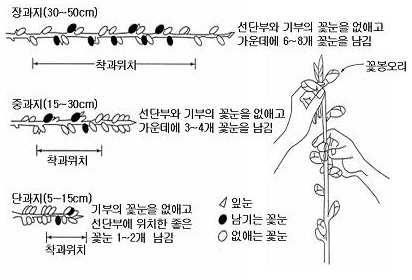 3. 복숭아 개화기결실조절작업 4 월중순개화기에중요작업으로는고품질복숭아생산을위해 적뢰( 摘蕾 ), 적화( 摘花 ), 적과( 摘果 ) 작업등결실관리작업이필요함 적과에의하여저장양분의소모를최대한방지하기위해서는그 시기가빠를수록유리함 이러한관점에서이루어지는것이조기적과이며, 적뢰( 꽃봉오리솎기 ), 적화( 꽃솎기) 작업이이에속함