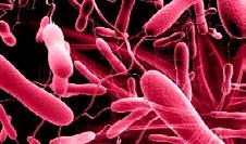 Bifidobacterium 등이 포함 세균성 식중독에는 감염형과 독소형으로 분류 - 감염형: Salmonella, Vibrio, E.