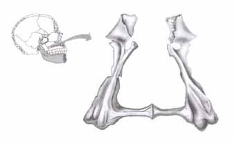 6 2 15 列 肋 subscapularis serratus anterior teres major teres minor 16 列 white fast fiber 量 17 ethmoid bone sphenoid bone palatine bone nasal bone 18 列 女 度 度 女 女 19 transverse foramen 20 列