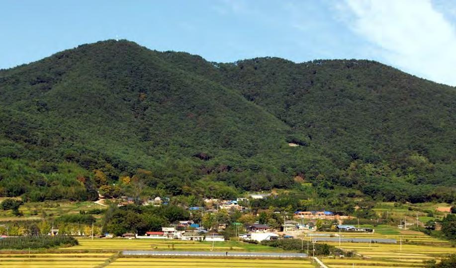 담양대나무밭의세계중요농업유산적가치 Landscape