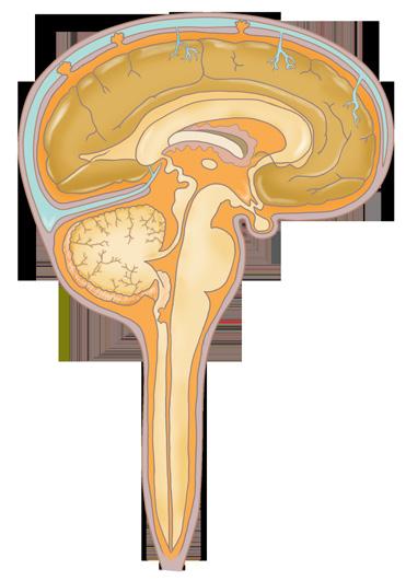 뇌척수액이라고하는물같은액체가뇌의쿠션역할을합니다. 이액체는수막사이의공간과뇌실이라고하는뇌내의공간을통해흐릅니다. 신경망이뇌와몸의다른부분사이에메시지를전합니다. 어떤신경은뇌에서눈, 귀, 머리의어느부분으로직접전달이되고, 다른신경은척수를통해뇌와몸의다른부분을연결합니다.