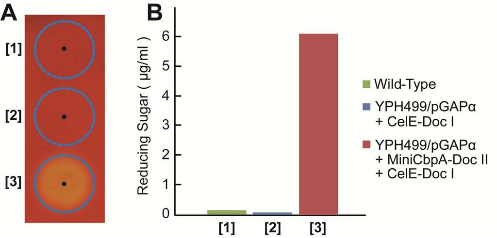 sugar 의 DNS Method 를이용한측정 ( 그림 ) ( 그림 ) Halo Test 와 Reducing Sugar Test 를통한세포표면고정화효소의활성측정 -