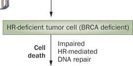 고형암 주 : DART, dual-affinity re-targeting technology 자료 : Tesaro, MacroGenics, 대신증권리서치센터 Tesaro & MacroGenics 주가흐름 PARP 억제제치료기전