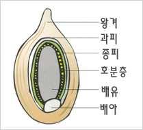 현미의심장 쌀눈 왕겨를벗은현미가영양면에서탁월하다는사실은거의대부분알고있지만그핵심은잘알려지지않은편 외투와같은역할을하는왕겨 껍질 그안에있는평상복쯤되는것이미강으로종피 호분층