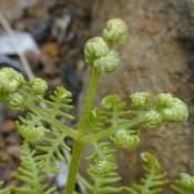 10. 고사리 고사리 (Pteridium aquilinum) 1 종으로만이루어졌으며온대와열대 지역에걸쳐널리퍼져있다. 고사리는다년생식물로검은색의뿌리줄기가땅속에서사방으로퍼지며이뿌리줄기에서일정한간격으로고사리잎이자라나온다.