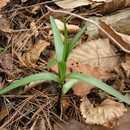 64. 참나리 백합과 ( 百合科 Liliaceae) 에속하는다년생초. 전국의산야에서자라며키는 1m 이상이고흑자색이돈다. 땅속에는여러개의비늘잎을가진둥근비늘줄기가있고, 줄기는곧추선다.