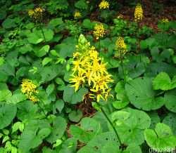 9. 곰취 국화과 ( 菊花科 Asteraceae) 에속하는다년생초. 식물전체에털이거의없다. 아주굵은뿌리줄기에서나오는잎은길이가 85cm 까지자라기도한다. 줄기에서는보통 3 장정도잎이나오는데밑부분의것은뿌리에서나오는잎처럼심장모양으로잎밑이움푹들어가있으나, 윗부분의것은잎자루가넓어져줄기를감싼다.