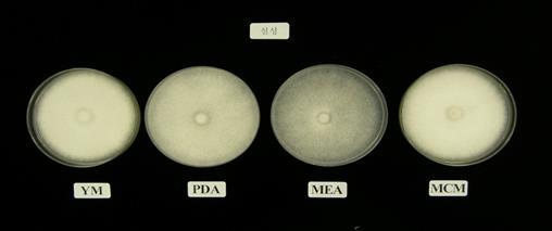1 우리 1 호 배지별균사생장정도 계통 배지종류별균사생장 (mm, 25 7 일 ) YM PDA MEA MCM 우리