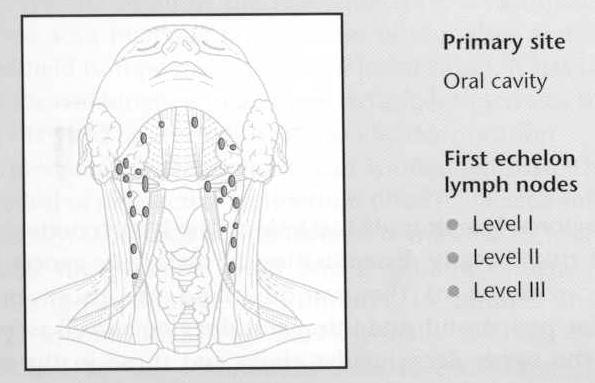from the loop between C1 & C2 : Geniohyoid, Thyrohyoid - ansa cervicalis : Omohyoid, Sternohyoid, Sternothyroid