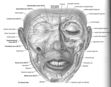facial artery) - motor innervation: facial nerve - sensory for the upper lip: infraorbital nerve (CN V2)/lower lip: the