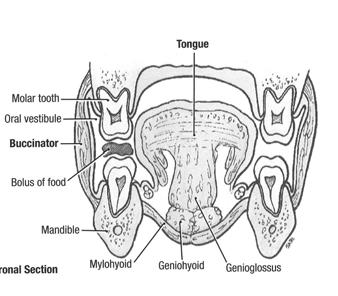 periodontal ligament, cementum, and alveolar