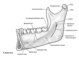 (alveolar bone structure) - the mandible -