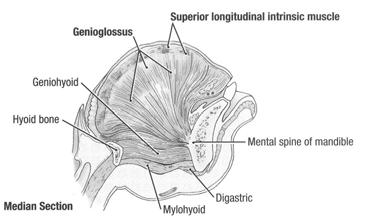 Oral Tongue - anterior to the linea terminalis - four intrinsic and four extrinsic