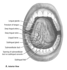 : hypoglossal nerve palatoglossus m.