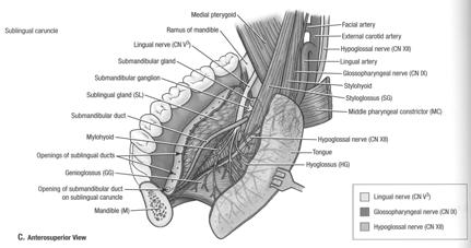 spaces - mylohyoid and hyoglossus muscles : provide the structural support for contents of the space - branches of the lingual nerve: sensation for FOM - mylohyoid artery (maxillary artery) and nerve