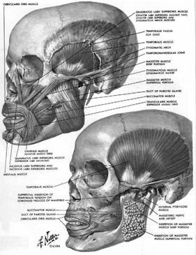 submental-submandibular nodes - posterior portion of the space tends to drain to ipsilateral upper cervical L/Ns 6.