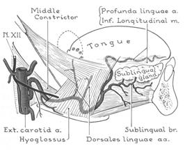 Lingual artery - majority of the vascular supply to the oral tongue and tongue base - found deep to the hyoglossus muscle - superficial to the hyoglossus