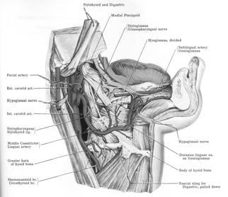 pterygopalatine 1) Mandibular portion of the maxillary artery : pass through foramina or canal (a) deep