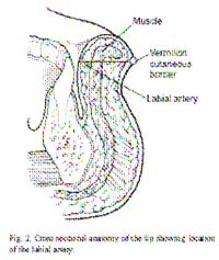 accessory (via foramen ovale) meningeal artery to cranial cavity (e) inferior alveolar artery to jaw and teeth