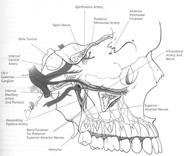 Kwang-Jae Cho : accompanied by br of the maxillary nerve, pass through bony canals and foramina (a) posterior superior alveolar artery to three molars and two premolars and their respective gingivae