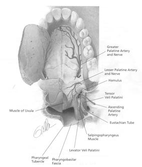 canine and the incisors facial branches (c) descending palatine artery (via pterygopalatine canal greater and lesser palatine foramina) greater palatine artery to mucosa of the hard palate and ligual