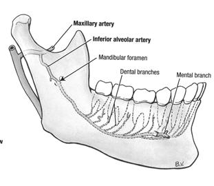 posterior septal and posterior lateral nasal branches to the nasal cavity nasopalatine artery - anastomosed with the greater palatine artery (e) artery of the pterygoid canal (f) pharyngeal branches