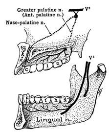 via GSPN&N of pterygoid canal pterygopalatine ggl palatine N : subman & subling