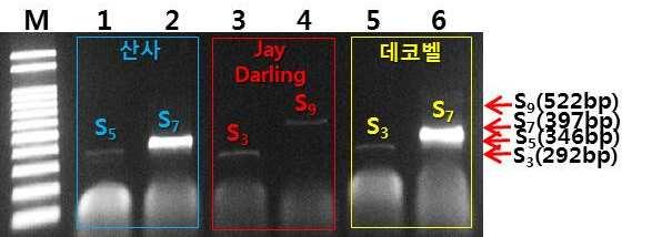 국내육성꽃사과 팅커벨, 데코벨 과주요품종의교배친화성 Mating compatibility between new crab apple varieties and major apple varieties 연구배경 사과는타가수정작물로자가불화합성유전자형이같을경우수분 수정이되지않으므로, 자가불화합성유전자형이다른품종이나수분수를혼식하여야안정적인결실이가능함따라서,