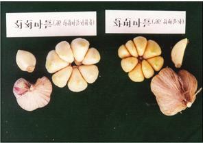 마 저장중갈변증상원인및방지대책 (1) 마늘갈변증상의실태최근 4 5 년전부터마늘을수확하여 3 4개월정도지나면초기에는인편에갈변증상이나타나다가점차썩어상품성을잃는경우가많다. 특히 1996 년의경우여름철고온다습으로인하여한지형마늘재배지역에서갈변증상이심하게발생하였다.