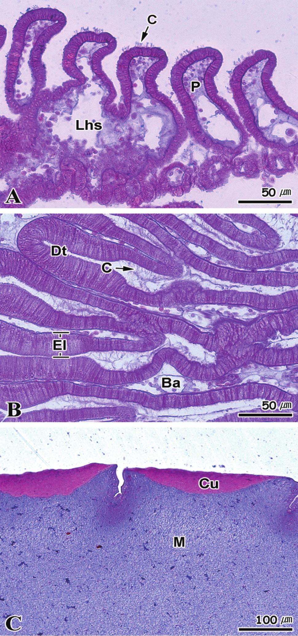 멍게 물렁증 발생에 미치는 절식의 영향 79 Fig. 8. Histopathological feature of stigmata in sea squirt Halocynthia roretzi by the effect of starvation. A: 8±.