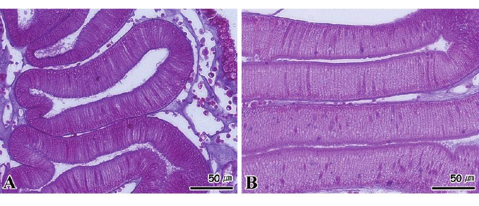 Histological characteristics of sea squirt Halocynthia roretzi. A: Stigmata, B: Digestive gland, C: Tunic.