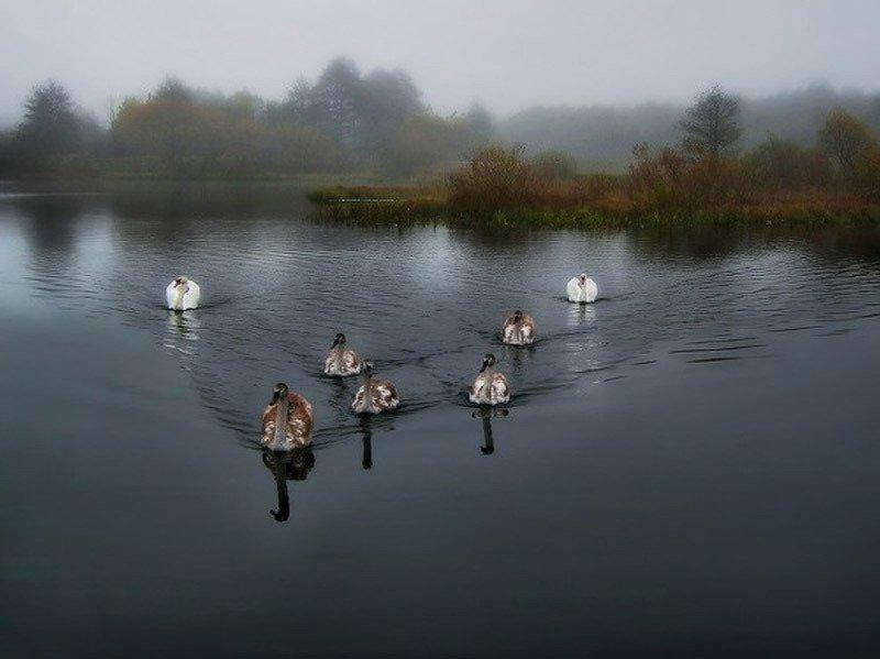 백조 ( 고니류 : swan) 기러기목 ( 目 Anseriformes) 오리과 ( 科 Anatidae) 기러기아과 ( 亞科 Anserinae) 에속하는대형물오리 류 ( 類 ). 대부분의고니류는고니속 ( 屬 Cygnus) 으로분류한다.