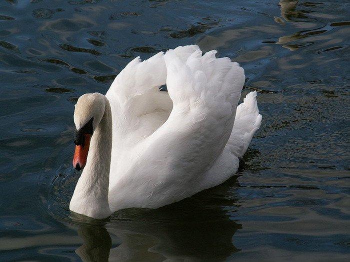 기러기목 ( 目 Anseriformes) 오리과 ( 科 Anatidae) 에속하는대형의희귀한겨울새.