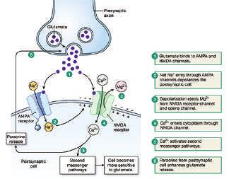 ) 의분비를촉진시키거나 ( 그림 3) 세포막용체 (NMDA receptor, AMPA receptor 등 ) 를증가시키거나감소시키는등의역할 ( 그림 4) 을하고있다는것을확인하였으며, 이러한기전을통하여신경재생에관여할것이라고추측하고있다.