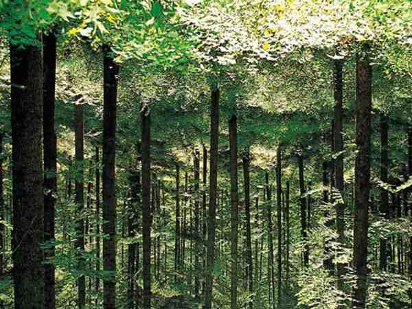 광릉숲의천연림은우리나라에서는보기드문가치를지니고있다. 우리나라대부분의산림은각종전쟁과남벌로훼손된후다시생성된 2차림인데비하여광릉숲은 450여년간능림으로철저히관리되다가시험림지정후에는학술보존림으로지정하여자연상태가유지될수있도록보존하였다. 이러한이유로광릉숲은천연림을대상으로한국내외의학술연구에많이이용되고있다.
