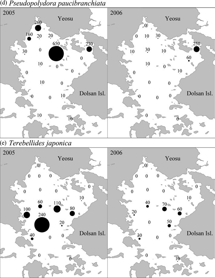 가막만의 2005 년과 2006 년동계저서환경및대형저서다모류군집구조 75 Fig. 5. Continue. Dominant polychaete species showing decrease of density in February 2006 compared to that in February 2005.