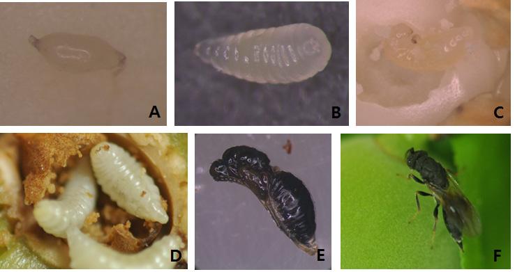 Fig. 2. Morphological characteristics of each development stage of Eurytoma maslovskii (A: Egg, B: 1 st instar larva, C: 2 nd instar larva, D: Mature larva, E: Pupa, F: Adult Female). Fig. 3.