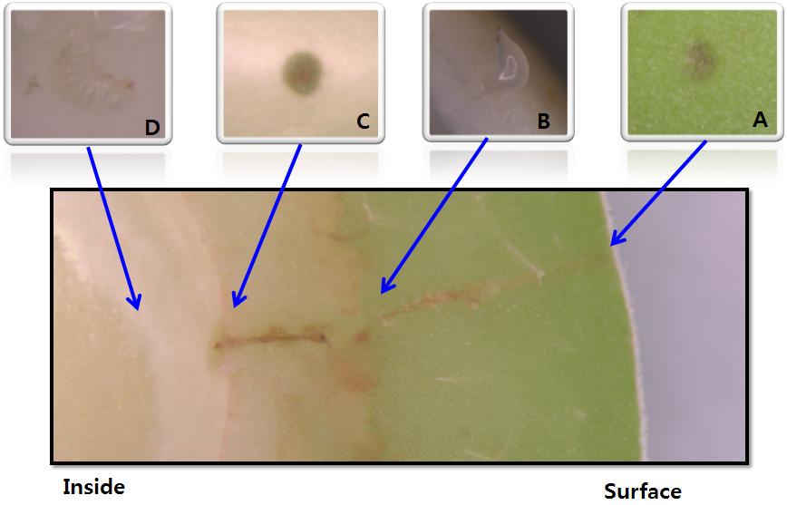 Fig. 4. Cross-sectional diagram of a Eurytoma maslovskii oviposition site on a Japanese apricot fruit (A: Surface trace, B: Egg, C: Surface endosperm, D: 1 st instar larva). Table 6.