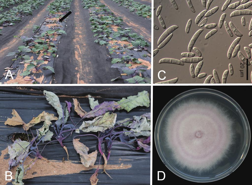 28 Research in Plant Disease Vol. 21 No. 1 2014년 4월에 전라북도농업기술원의 노지 시험연구포장에 정식한 콜라비(품종 아삭콜)에서 처음으로 시들음병이 발생 하였다. 이병주에서 병원균을 순수분리하여 균주를 확보하 였다.