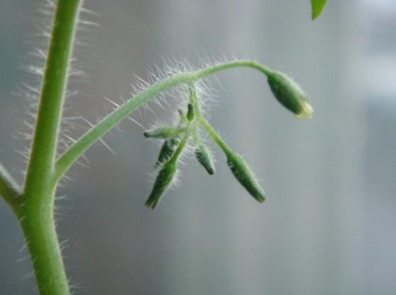 토마토의꽃눈분화 화아분화 - 화아분화시작 : 초장이약 3cm 정도, 본잎이 2~3 매전개부터
